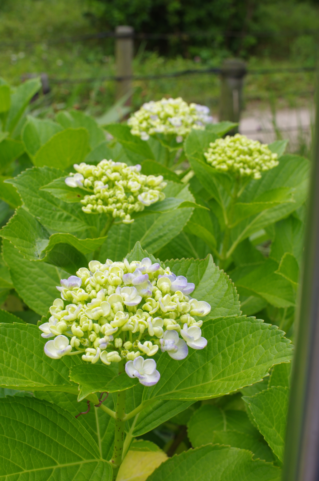 紫陽花　３