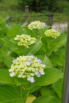 紫陽花　３