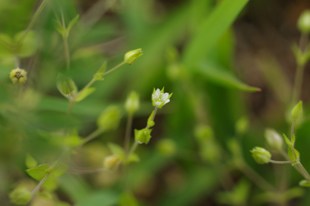 春の草花　６
