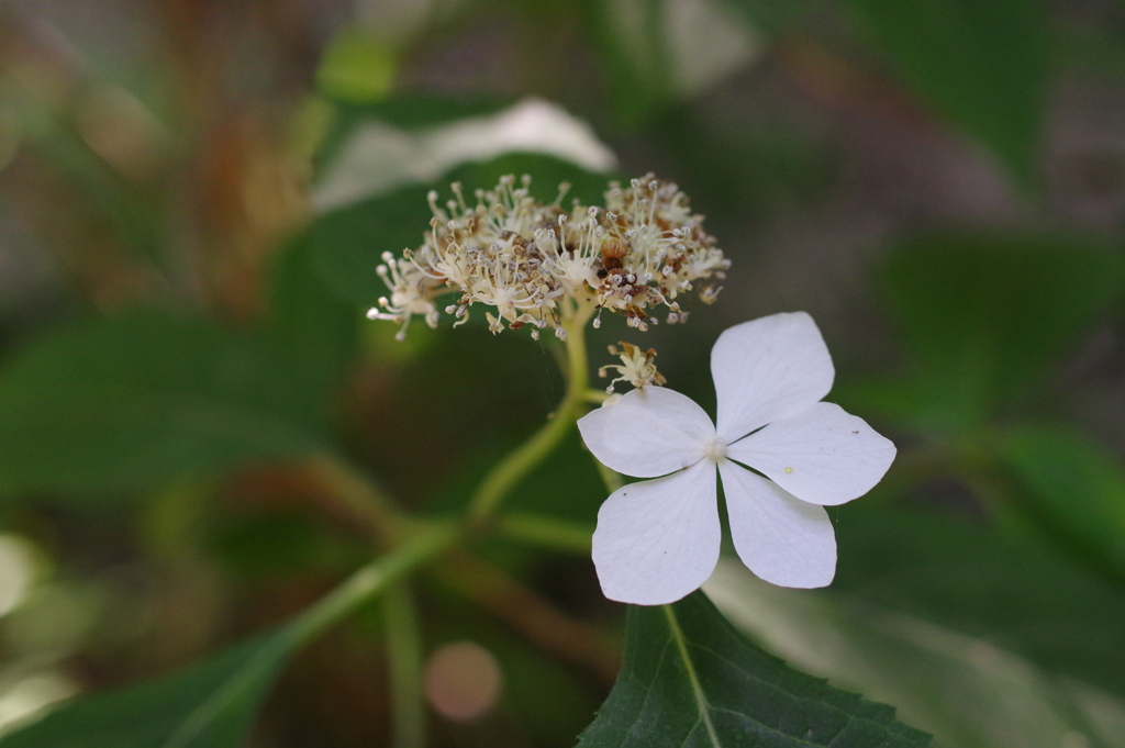 紫陽花３