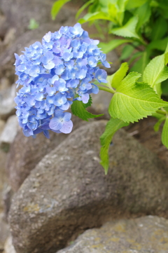 紫陽花