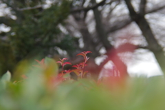 葉