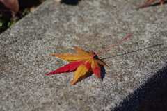 おちても紅葉