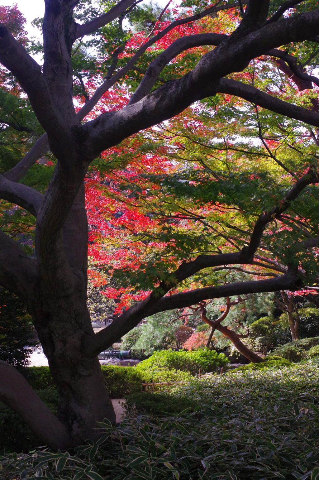 庭園美術館の庭　３