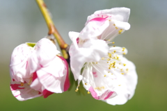春日和　３