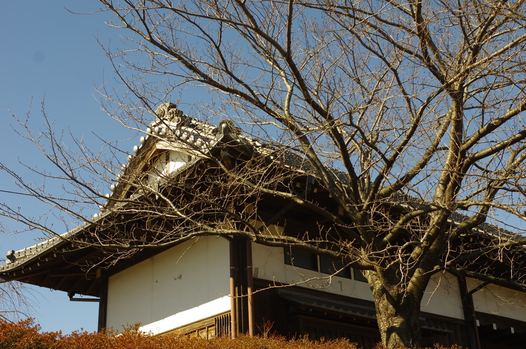 長屋門とまだ咲かぬソメイヨシノ