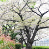 アメリカ桜