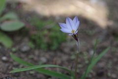 華麗な
