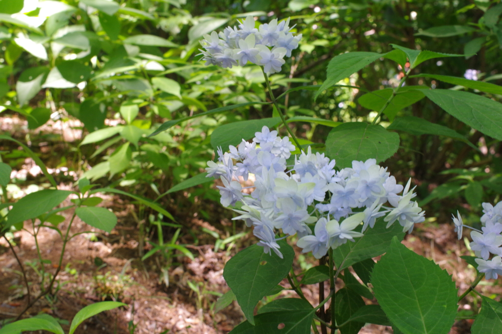 紫陽花４