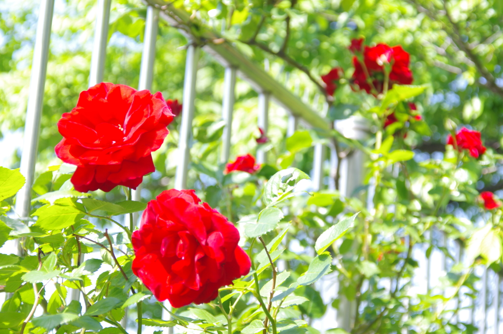 さくのばら　２