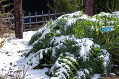 残り雪