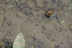 田んぼに「カエル」