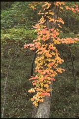 紅葉（２０００年10月8日）