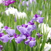 菖蒲　１７