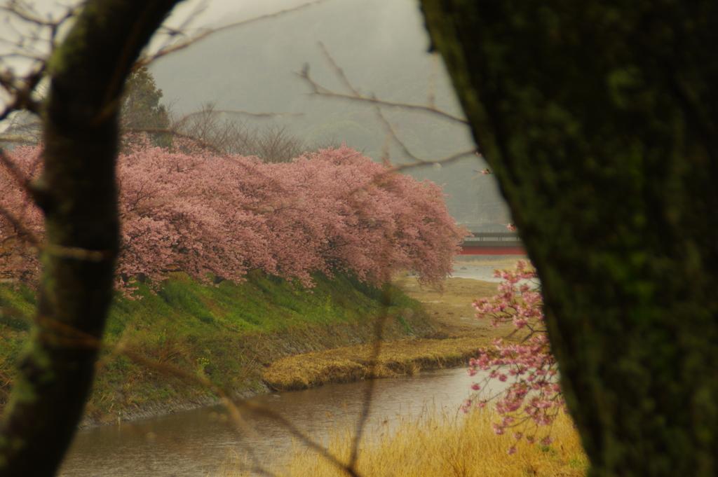 木の間から