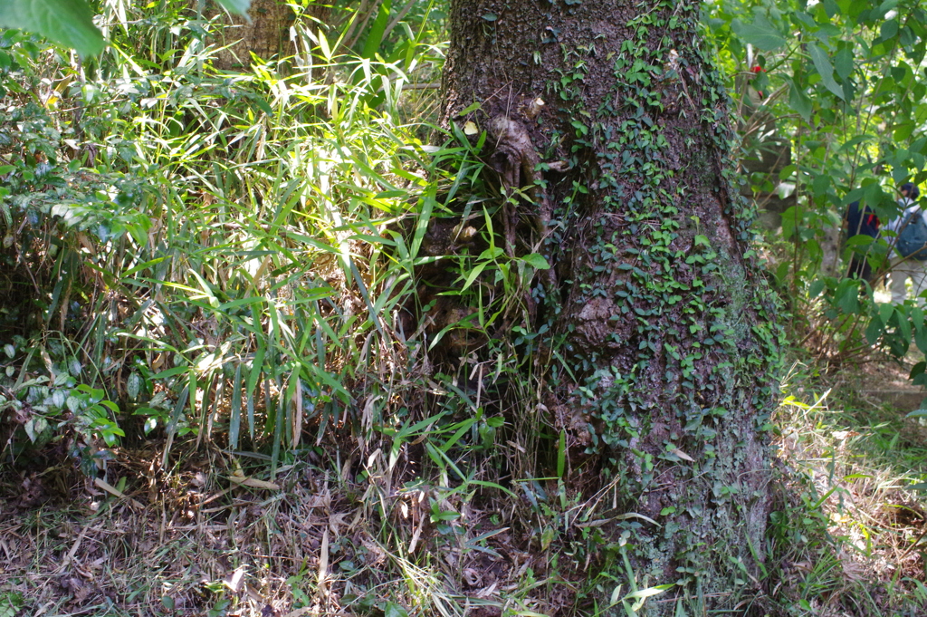 草木