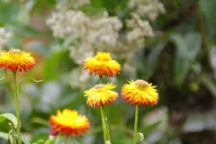 花　２