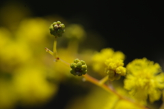 蕾