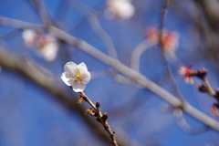 冬桜