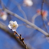 冬桜