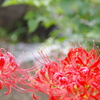 彼岸花　２