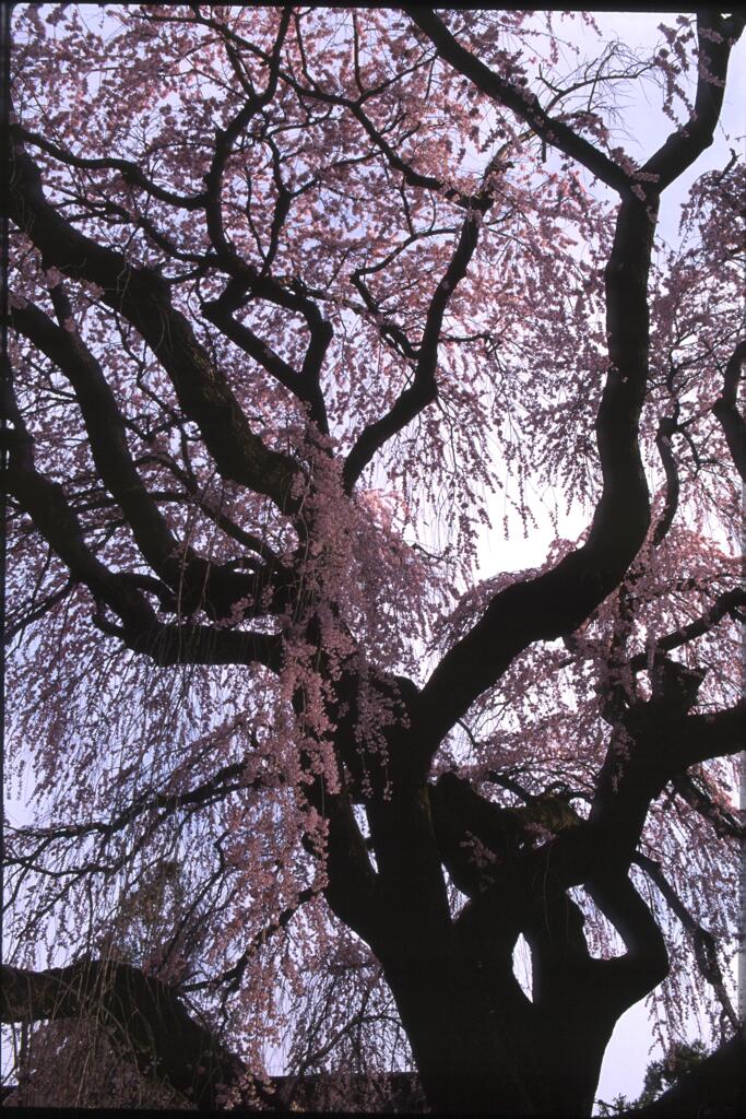 桜　２