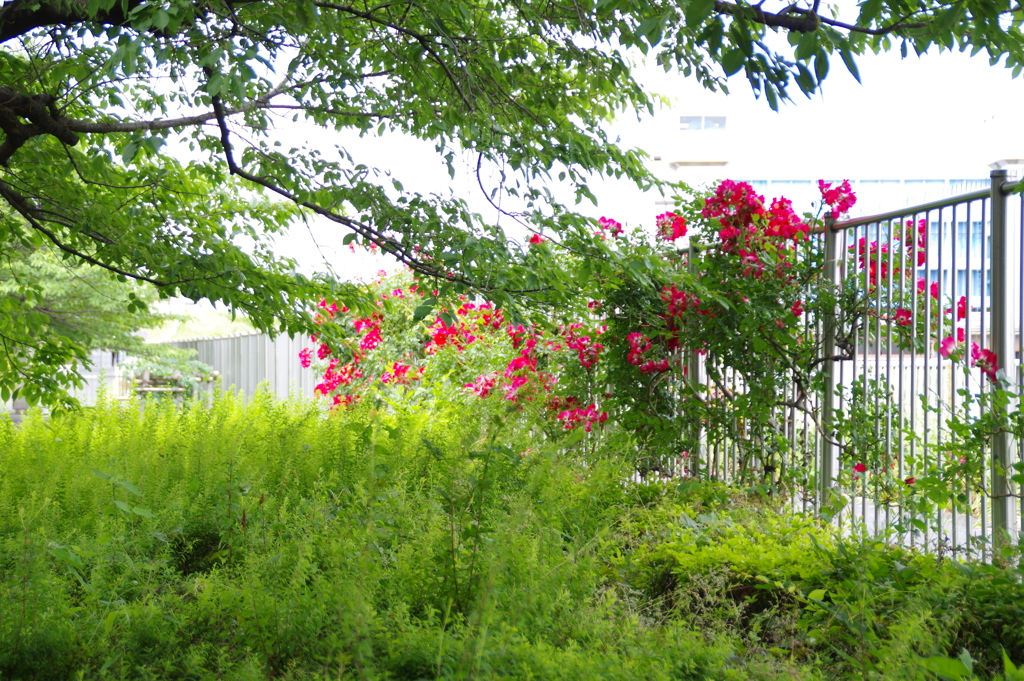 薔薇