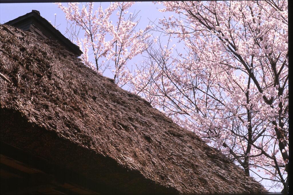 屋根と桜