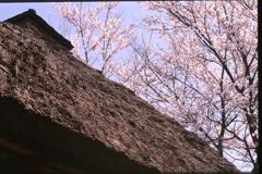 屋根と桜