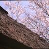 屋根と桜