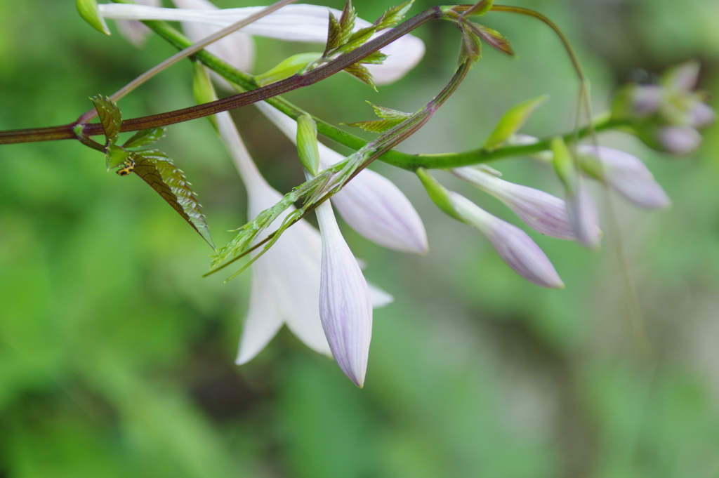 花と昆虫　３