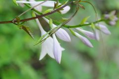 花と昆虫　３