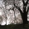 桜（2002年4月）