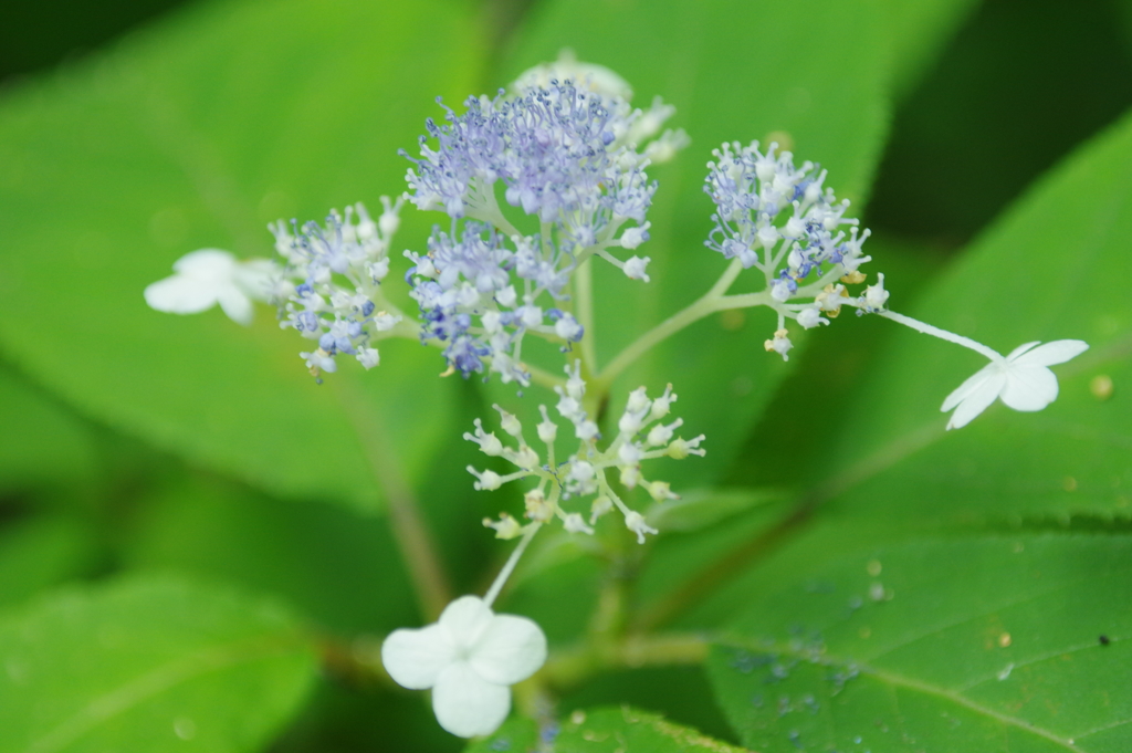 タマアジサイ　１