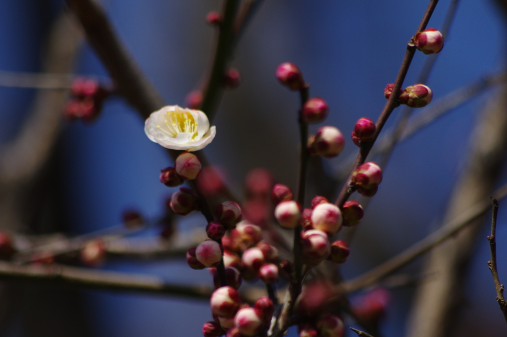 蕾と花