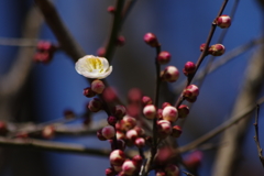 蕾と花