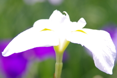 菖蒲　３
