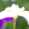 菖蒲　３