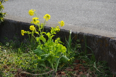 菜の花