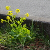 菜の花