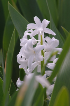 公園の花達　４