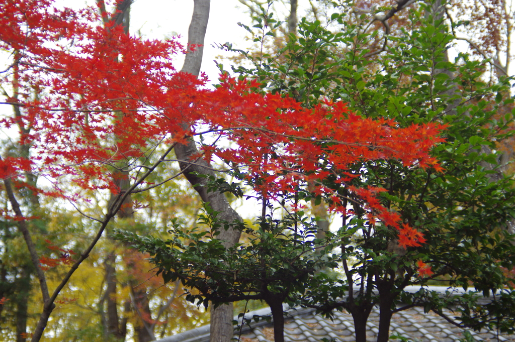 庭園の紅葉２