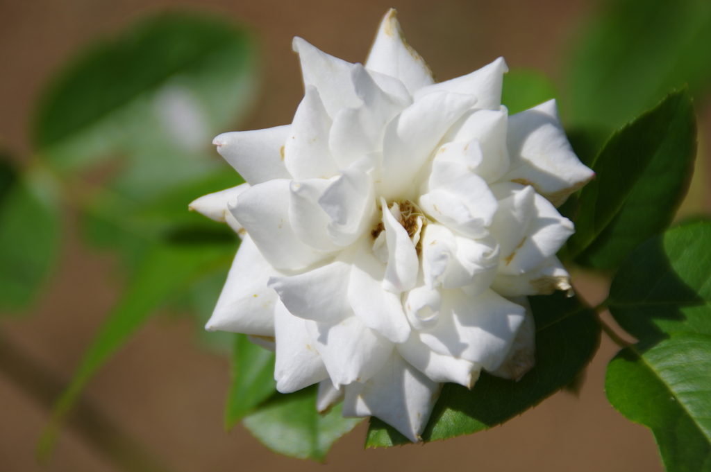 白い薔薇