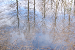 水面の風景