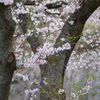桜７