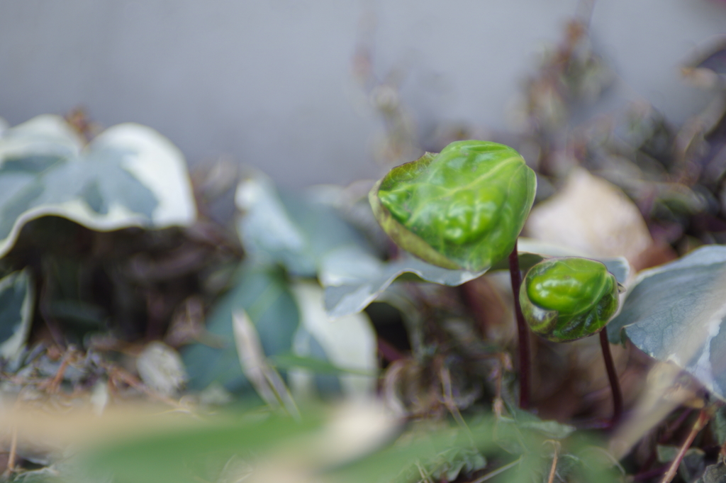 野草