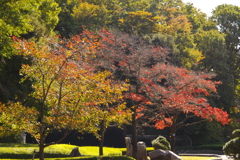 花壇広場の紅葉