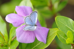 花より華