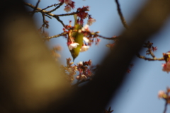 桜とメジロ一匹(動き早すぎ）１２