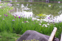 菖蒲と日本庭園の池